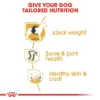 Picture of Royal Canin Labrador Retriever Adult Dry Dog Food